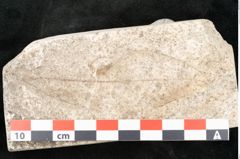 Foto (Detailansicht) von Laurus princeps Heer (NHMW-GEO-2024-0188-8135)